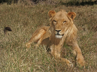 Fototapeta na wymiar Lion at rest