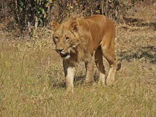 Obraz na płótnie Canvas Lion Walking