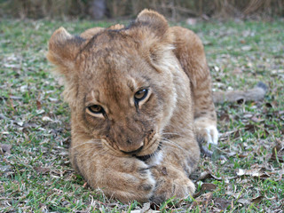 Lion Cub eating