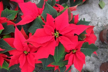 Christmas Flower orange