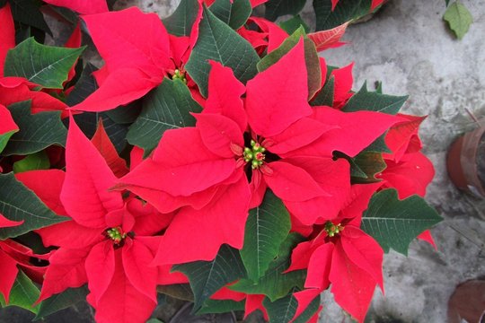 Christmas Flower orange