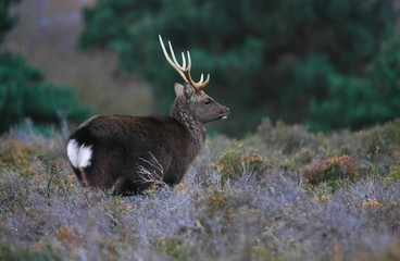 Sika Stag