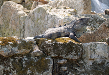 Iguana