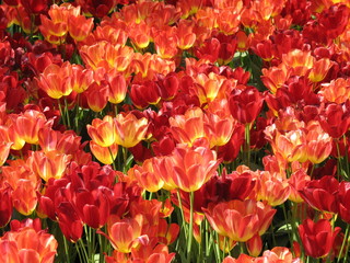 tulipani