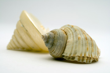 two seashell on white background