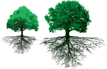 trees with roots