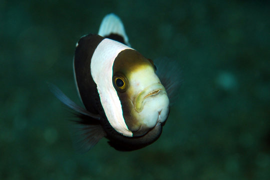 aggressiver Anemonenfisch
