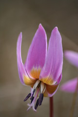 erythronium dent de chien - erythronium dens-canis