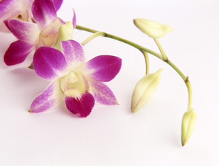 orchidea © felix