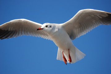 liberte et azur