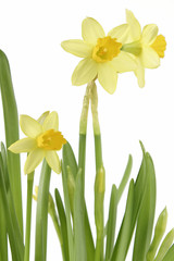 daffodil flower