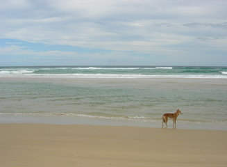 Dingo sur la plage, Fraser Island Qld Australie