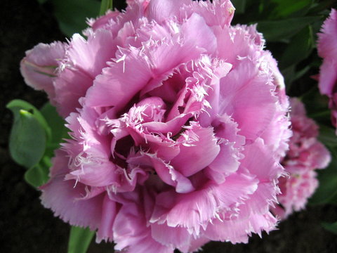 Parot tulip
