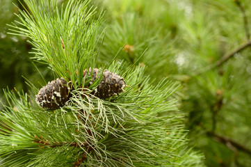 Pinecones