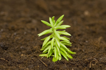 New life concept - seedlings growing  in the soil