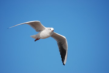 Obraz premium liberte et azur