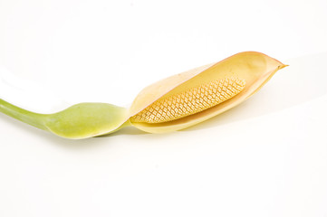 Detail of tropical exotic flower isolated on white