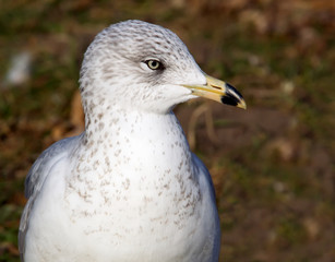 Ring-billed Gull