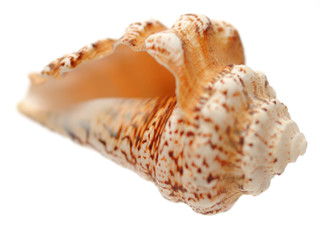 Cone sea shell over white background