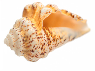 Cone seashell over white