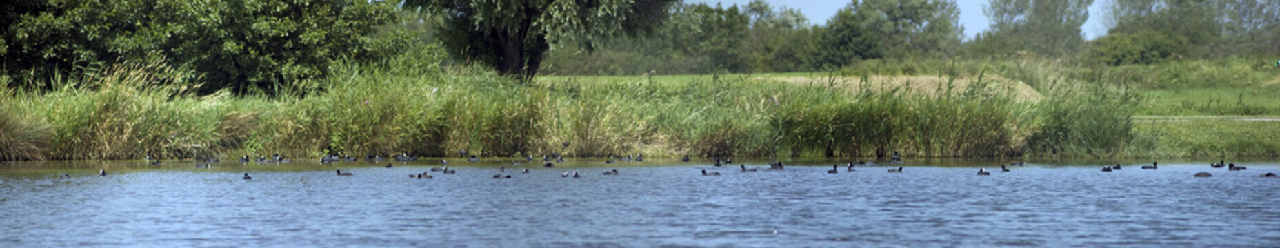 Panoramique &eacute;tang canards