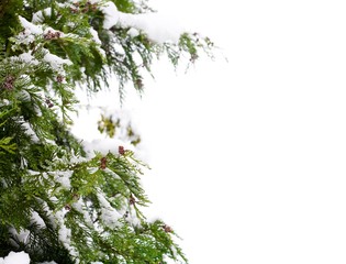 Conifer and snow