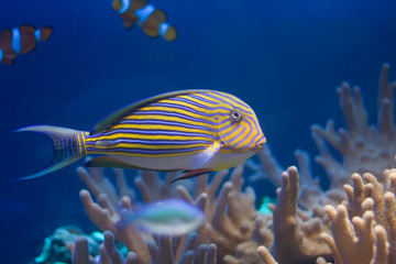 Fish in corals