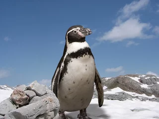 Tafelkleed pinguïn © Makuba