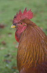 coq
