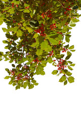 Holly Branches