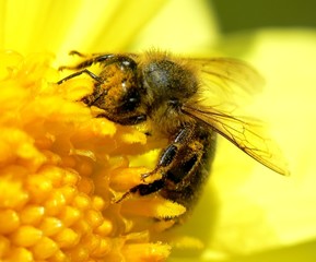 bee on yellow flower