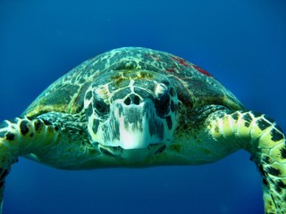 Carretta Schildkröte