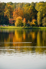 reflexion of the autumn