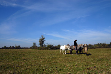 taureaux de camargues