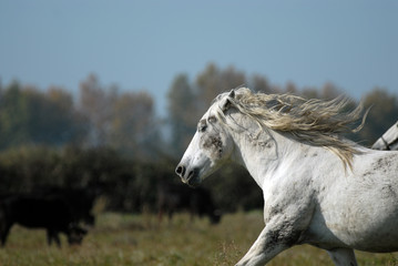 Obraz premium chevaux de camargue