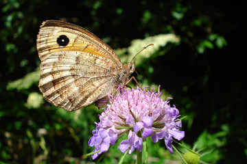Farfalla