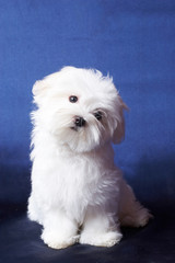 The Maltese lap dog