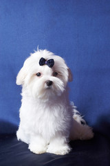  The Maltese lap dog