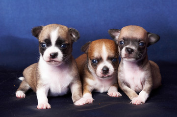 Obraz premium Chihuahua Puppies