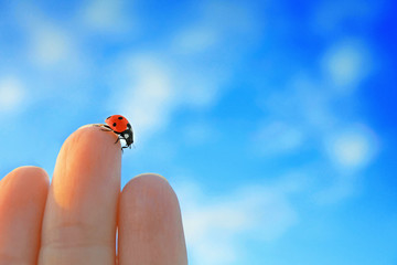 Ladybird