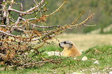 Marmotte
