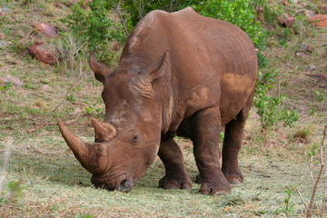 Fototapeta premium Nashorn