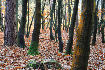 autumn forest wild