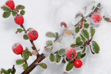 Winter holly berries 