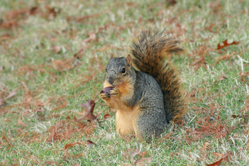 A hungry squirrel eating a delicious acorn.
