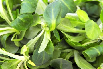 Obraz premium feldsalat