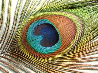 Detail of a peacock feather
