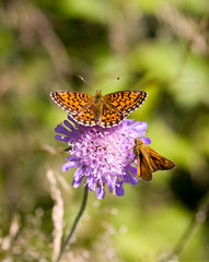 Nectareous flower