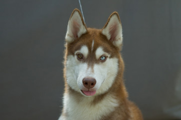 Portrait of a siberian husky puppy © roxxyphotos