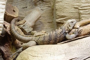 colourful reptile in big terrarium